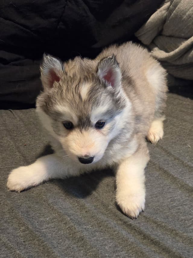 Siberian Husky Puppies media 2