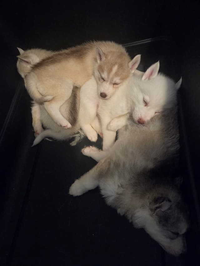 Siberian Husky Puppies media 3