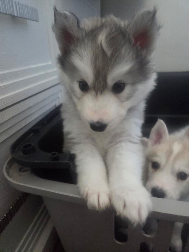 Siberian Husky Puppies media 4