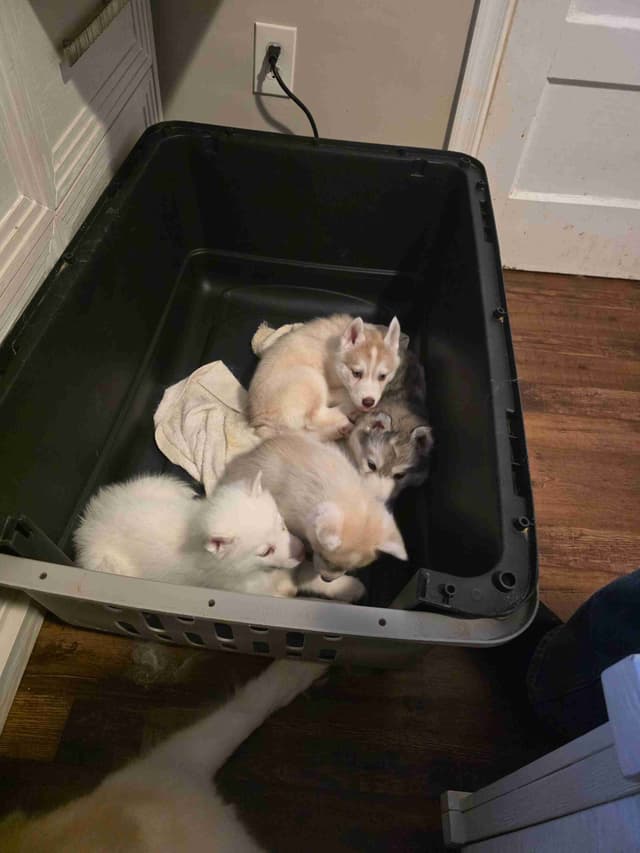 Siberian Husky Puppies media 6