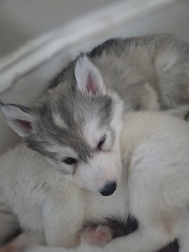 Siberian Husky Puppies media 8