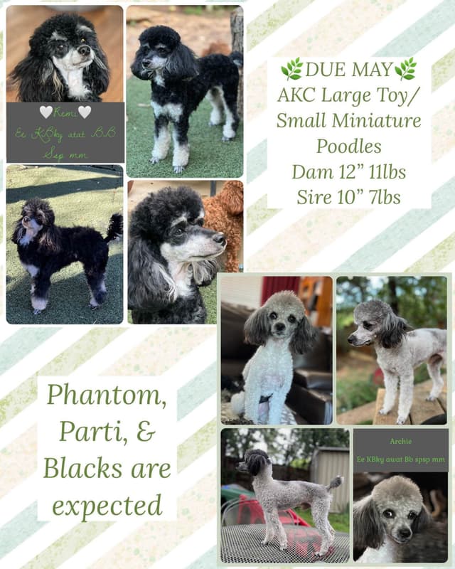Poodle Puppies media 4