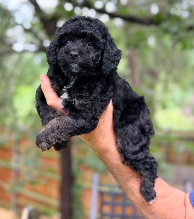 Poodle Puppies media 3