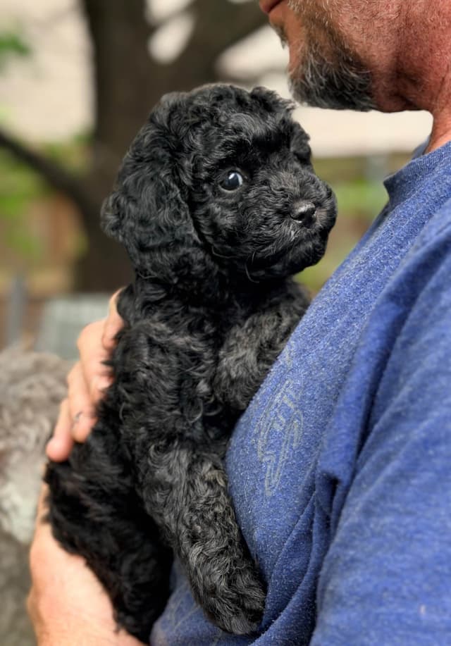 Poodle Puppies media 7