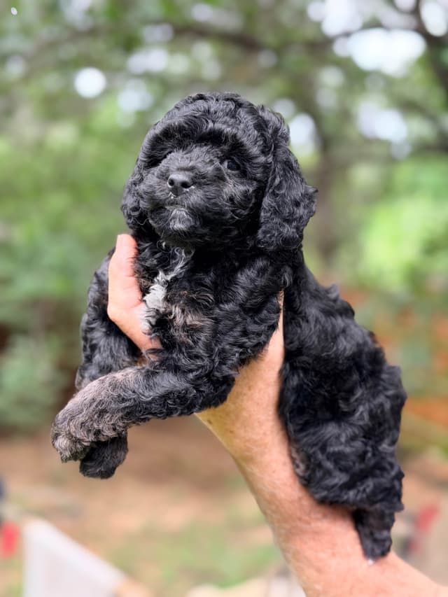 Poodle Puppies media 5