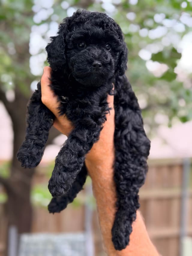 Poodle Puppies media 6
