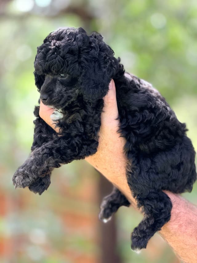 Poodle Puppies media 8