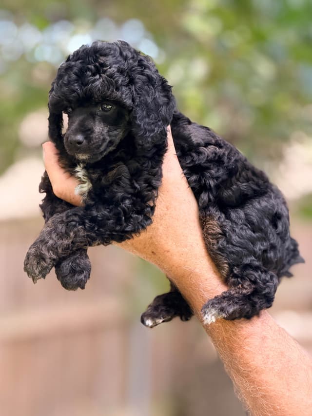 Poodle Puppies media 2