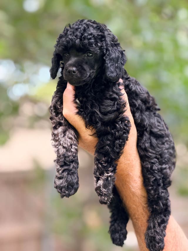 Poodle Puppies media 9