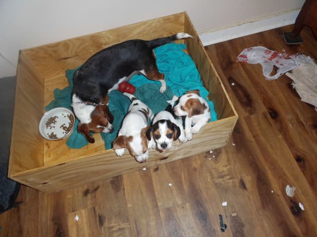 Beagle Puppies media 2