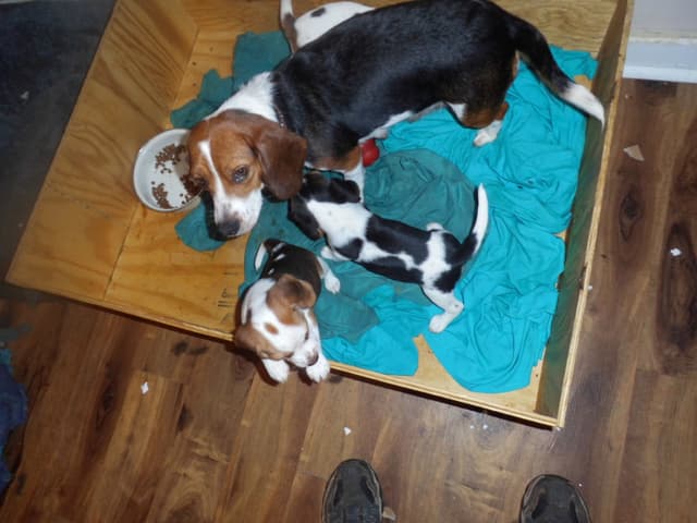 Beagle Puppies media 4