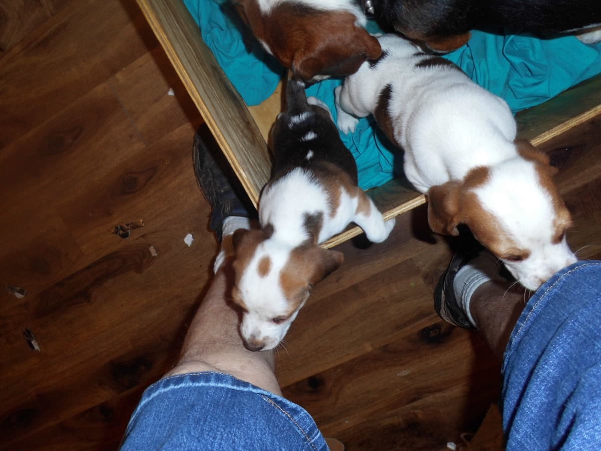 Beagle Puppies breeder image 4
