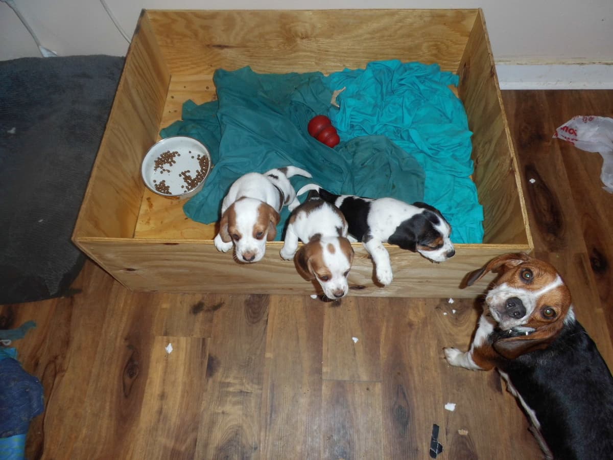 Beagle Puppies breeder image 5