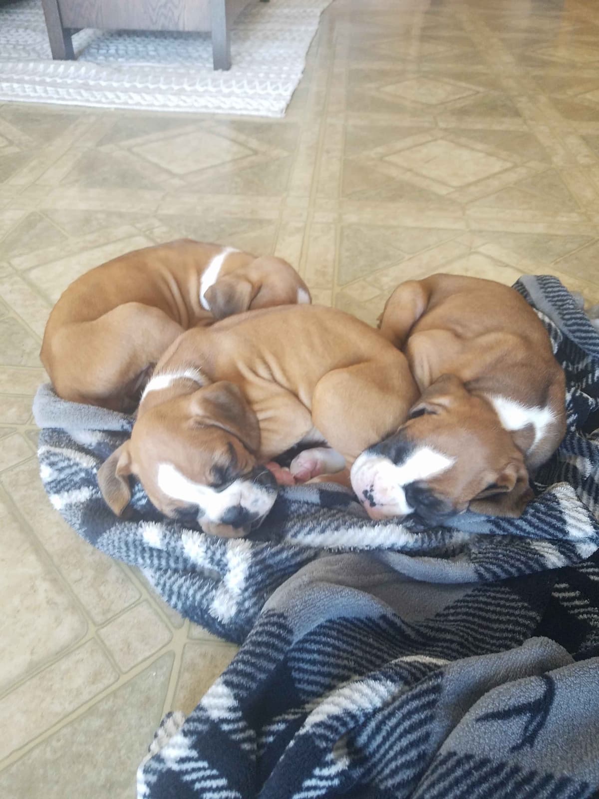 Boxer Puppies breeder image 1