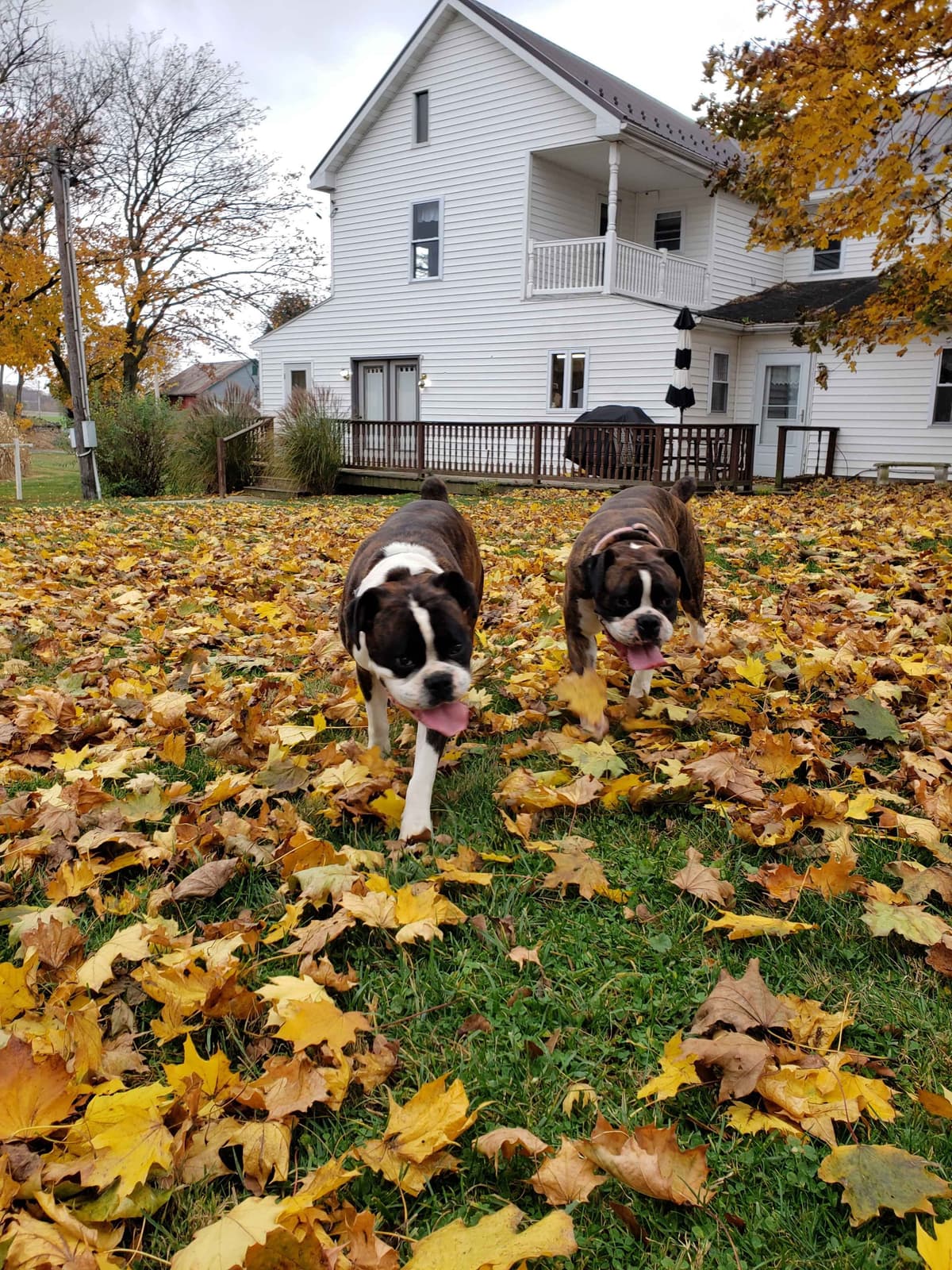 Boxer Puppies breeder image 3