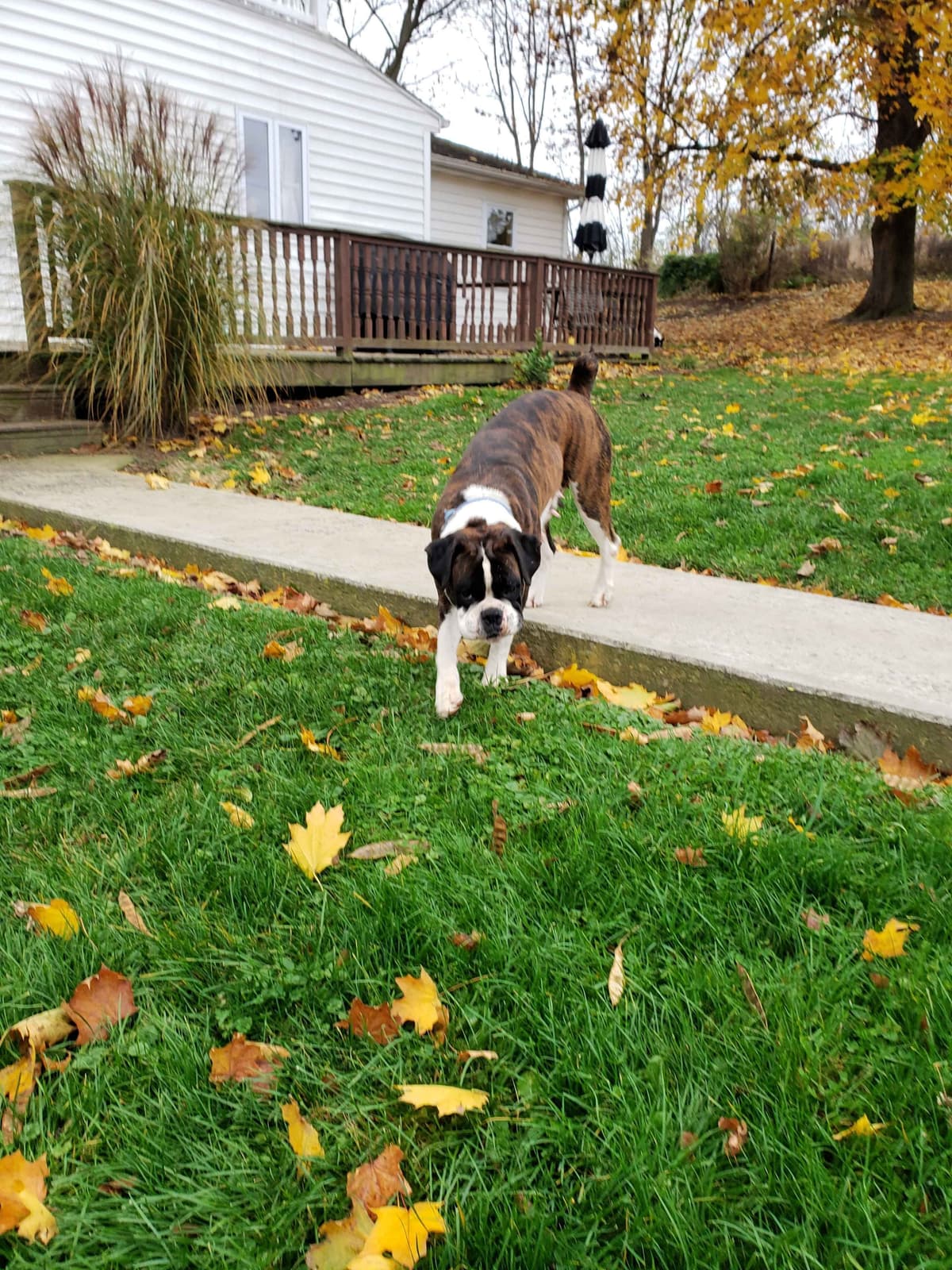 Boxer Puppies breeder image 2