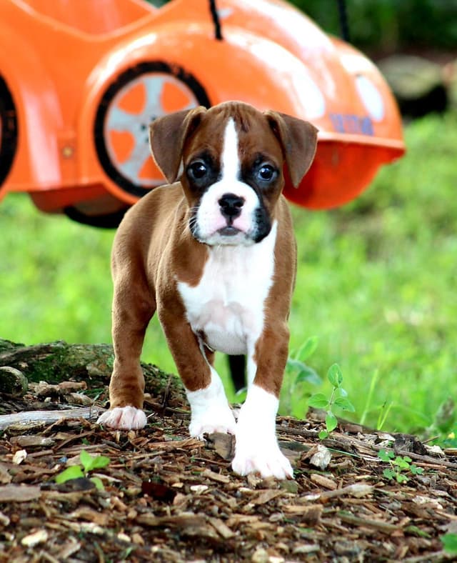 Boxer Puppies media 3