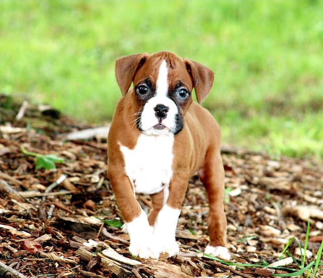 Boxer Puppies media 4