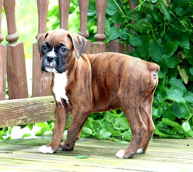 Boxer Puppies media 6