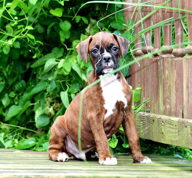 Boxer Puppies media 7