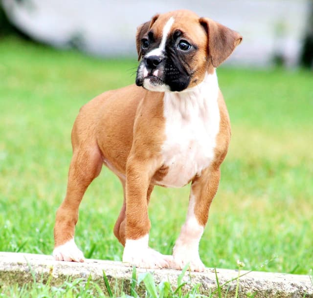 Boxer Puppies media 9