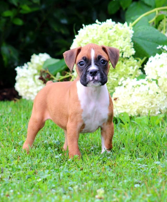 Boxer Puppies media 10