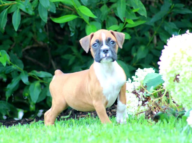 Boxer Puppies media 11