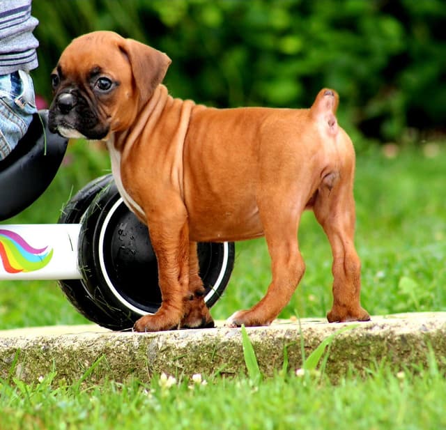Boxer Puppies media 12