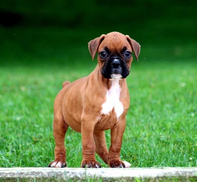 Boxer Puppies media 13