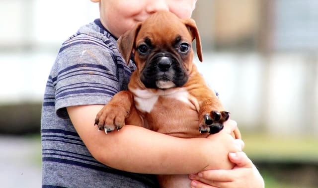 Boxer Puppies media 14