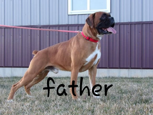 Boxer Puppies media 15