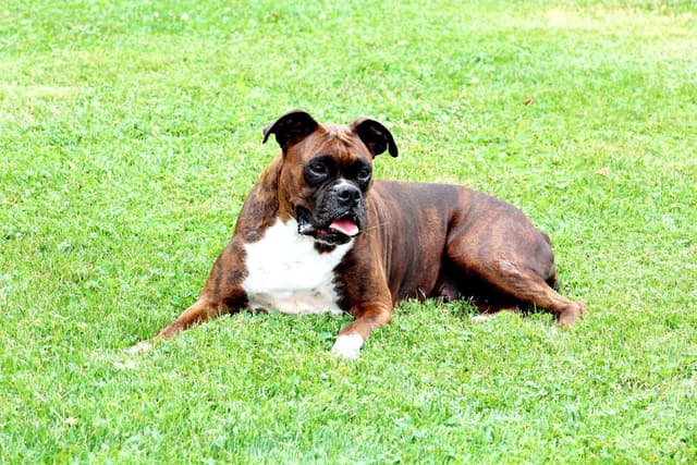 Boxer Puppies media 16