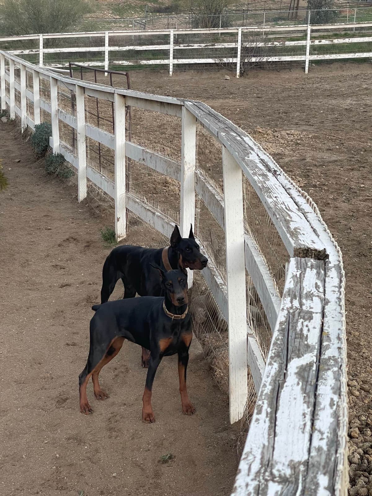 Doberman Pinscher Puppies breeder image 9