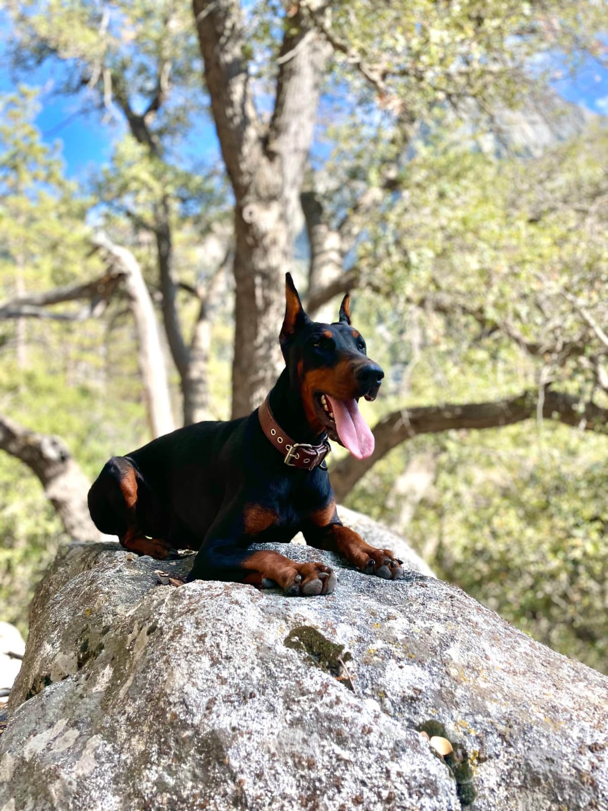 Doberman Pinscher Puppies breeder image 4