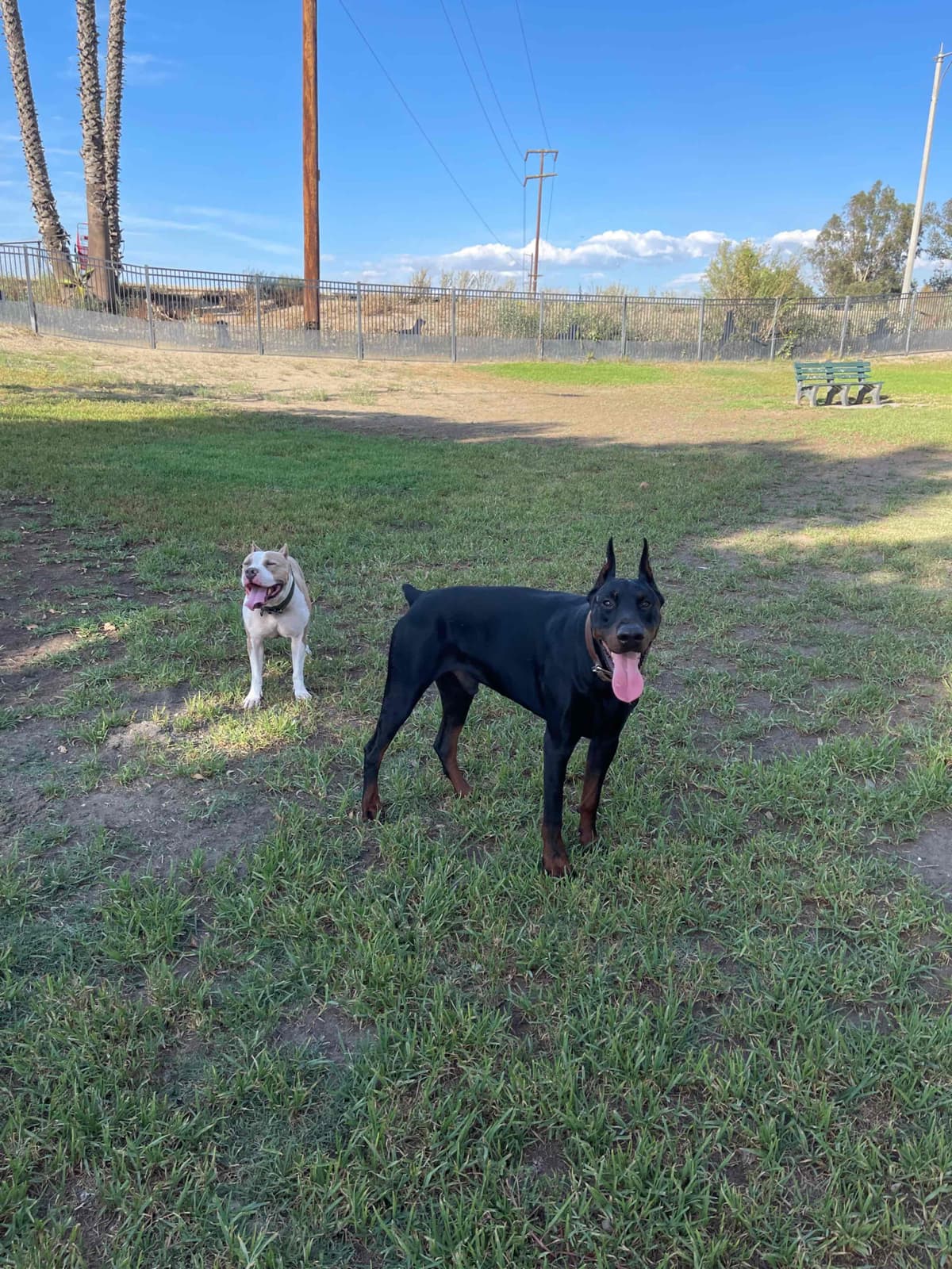 Doberman Pinscher Puppies breeder image 10