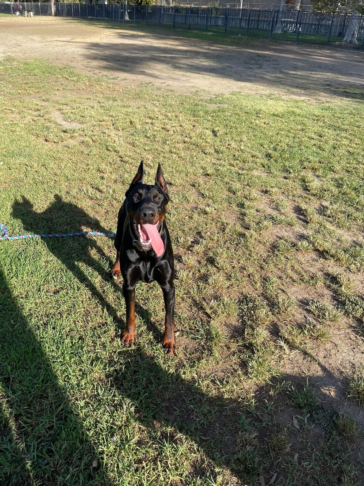 Doberman Pinscher Puppies breeder image 11