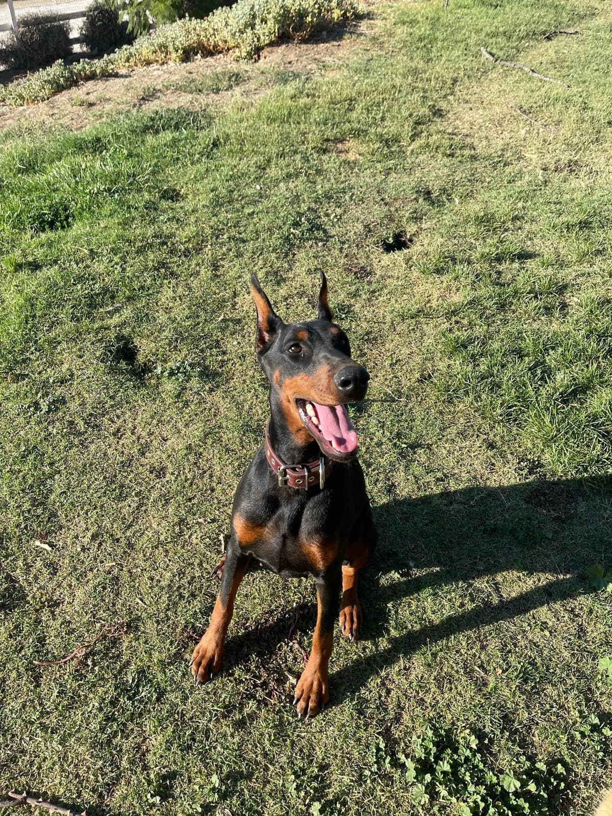 Doberman Pinscher Puppies breeder image 12