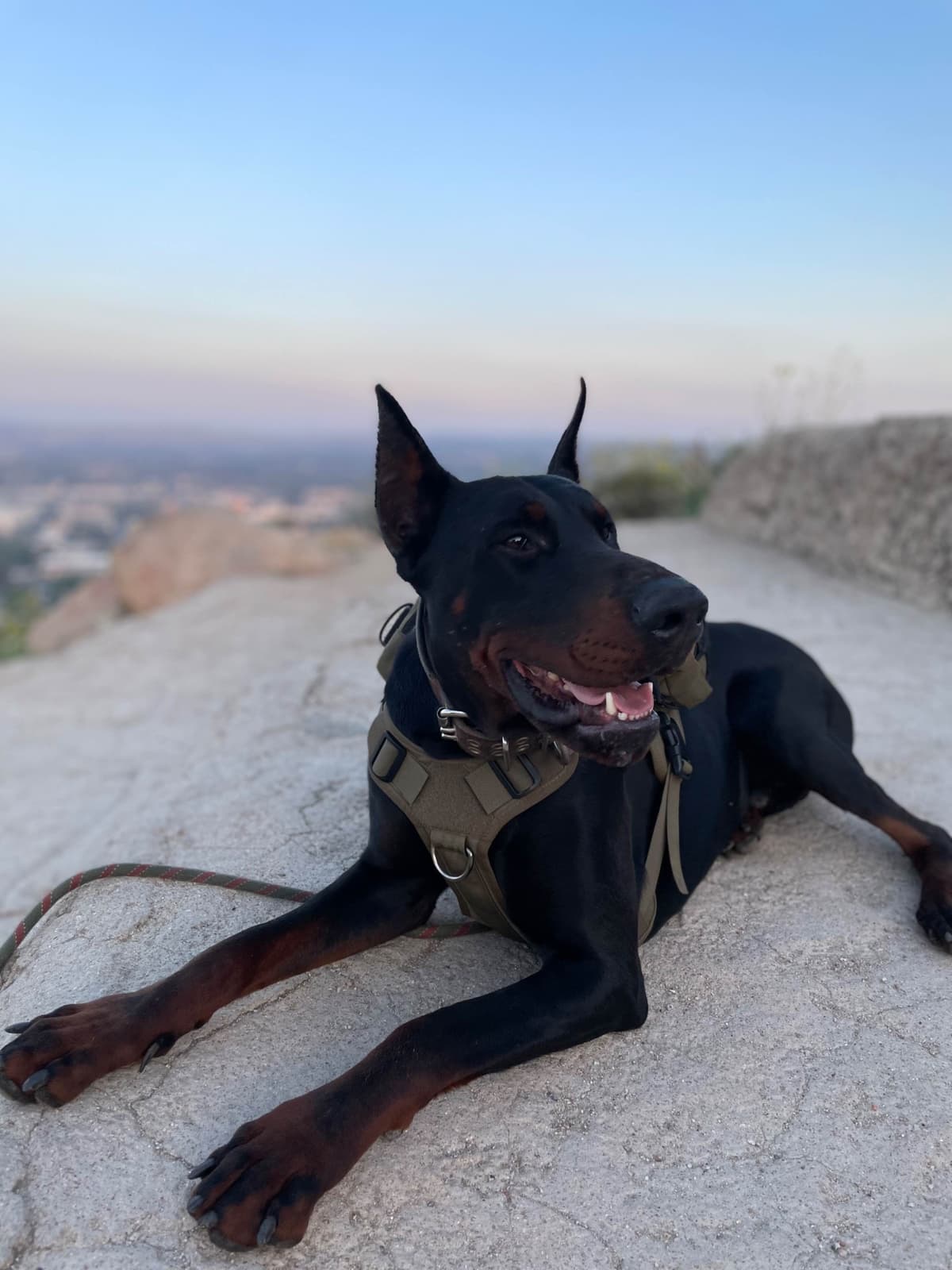 Doberman Pinscher Puppies breeder image 5