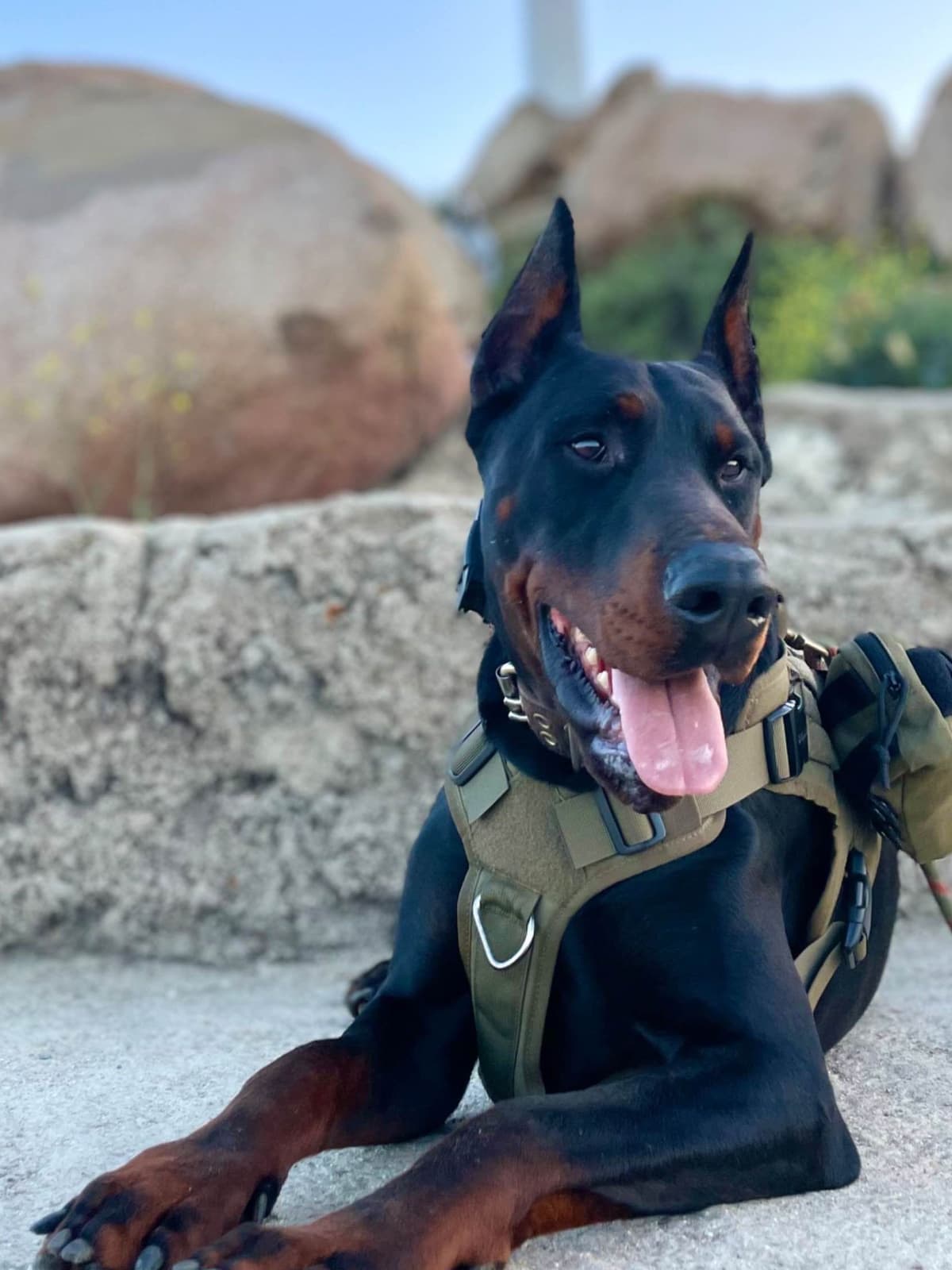 Doberman Pinscher Puppies breeder image 2