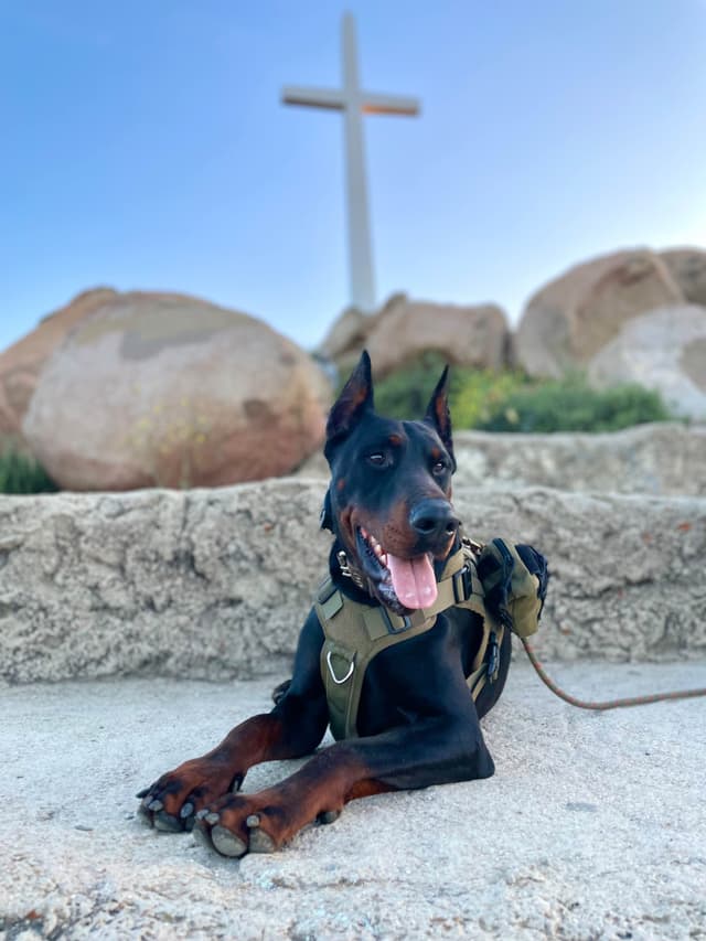 Doberman Pinscher Puppies media 5