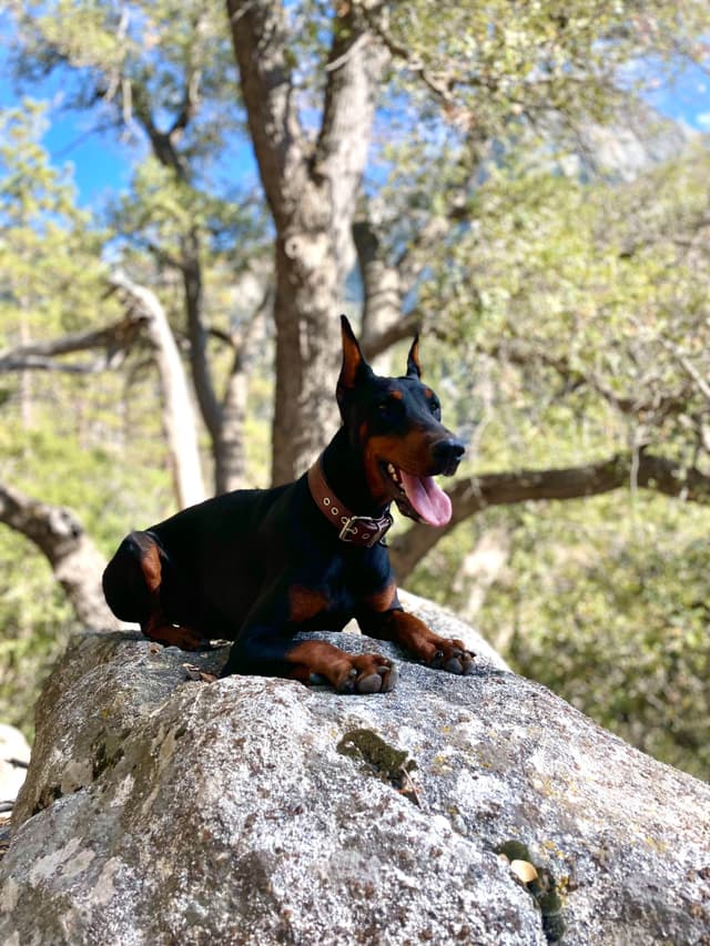 Doberman Pinscher Puppies media 2