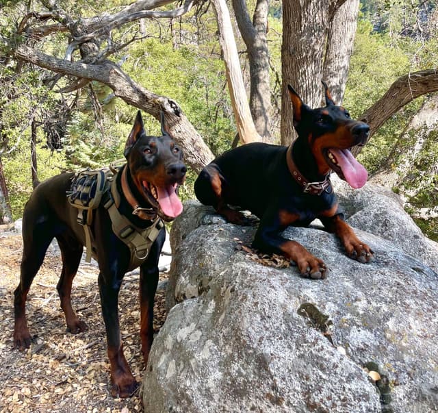 Doberman Pinscher Puppies media 3