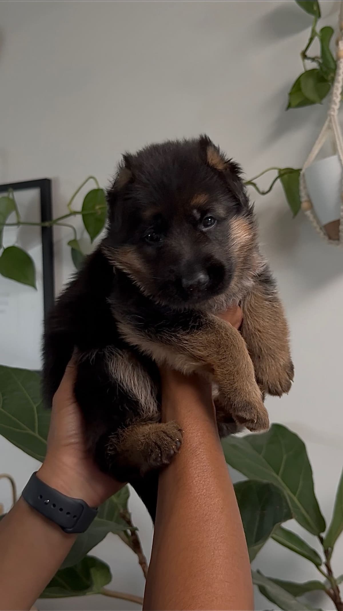 Purebred German Shepherd Puppy breeder image 1