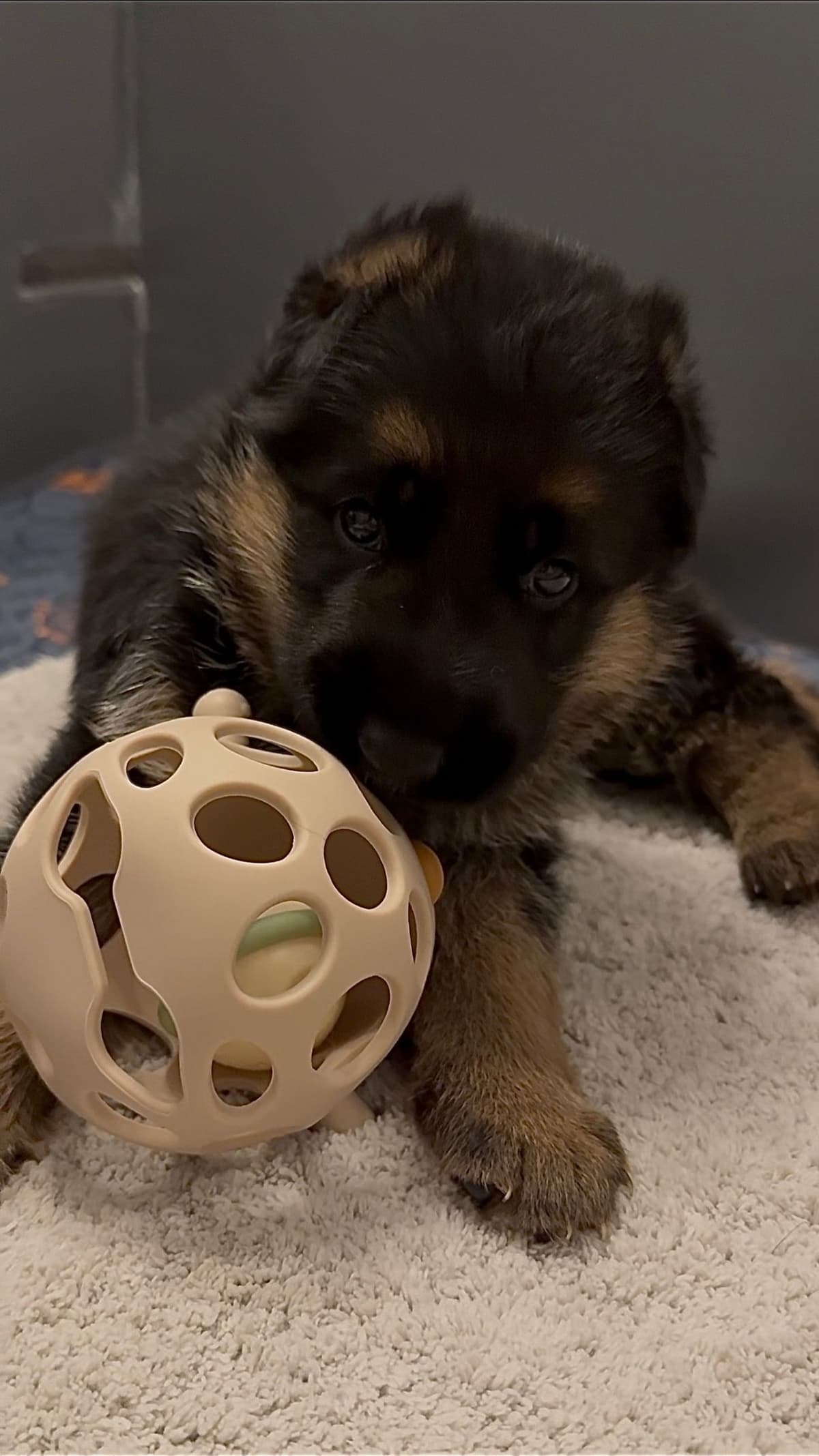 Purebred German Shepherd Puppy breeder image 2