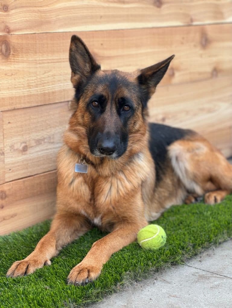 Purebred German Shepherd Puppy breeder image 3