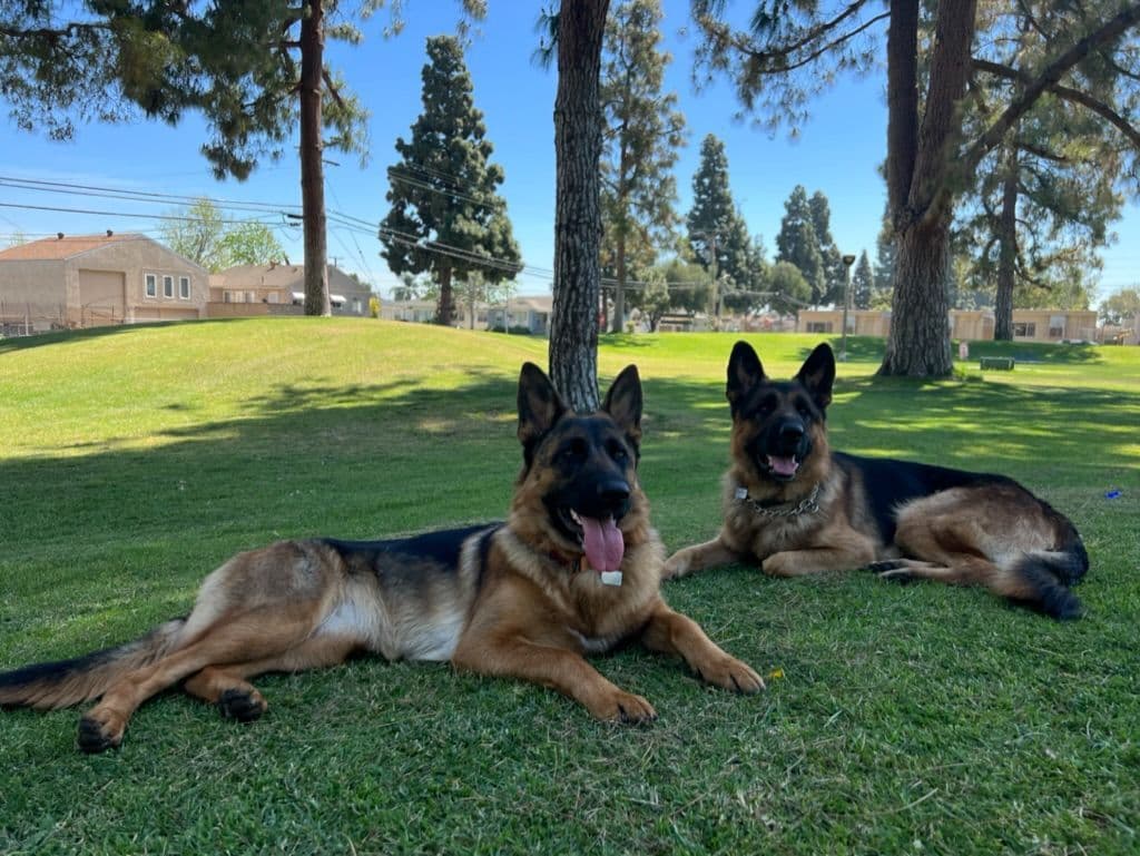 Purebred German Shepherd Puppy breeder image 4