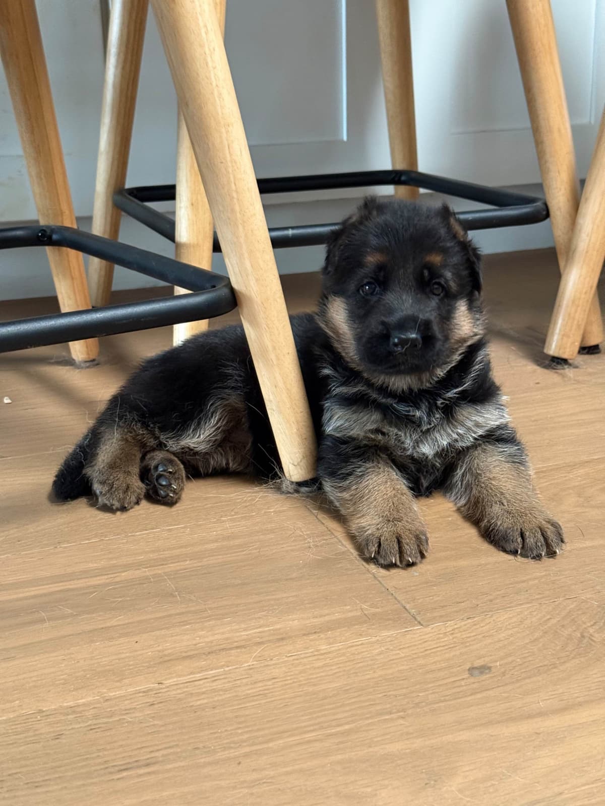 Purebred German Shepherd Puppy breeder image 5