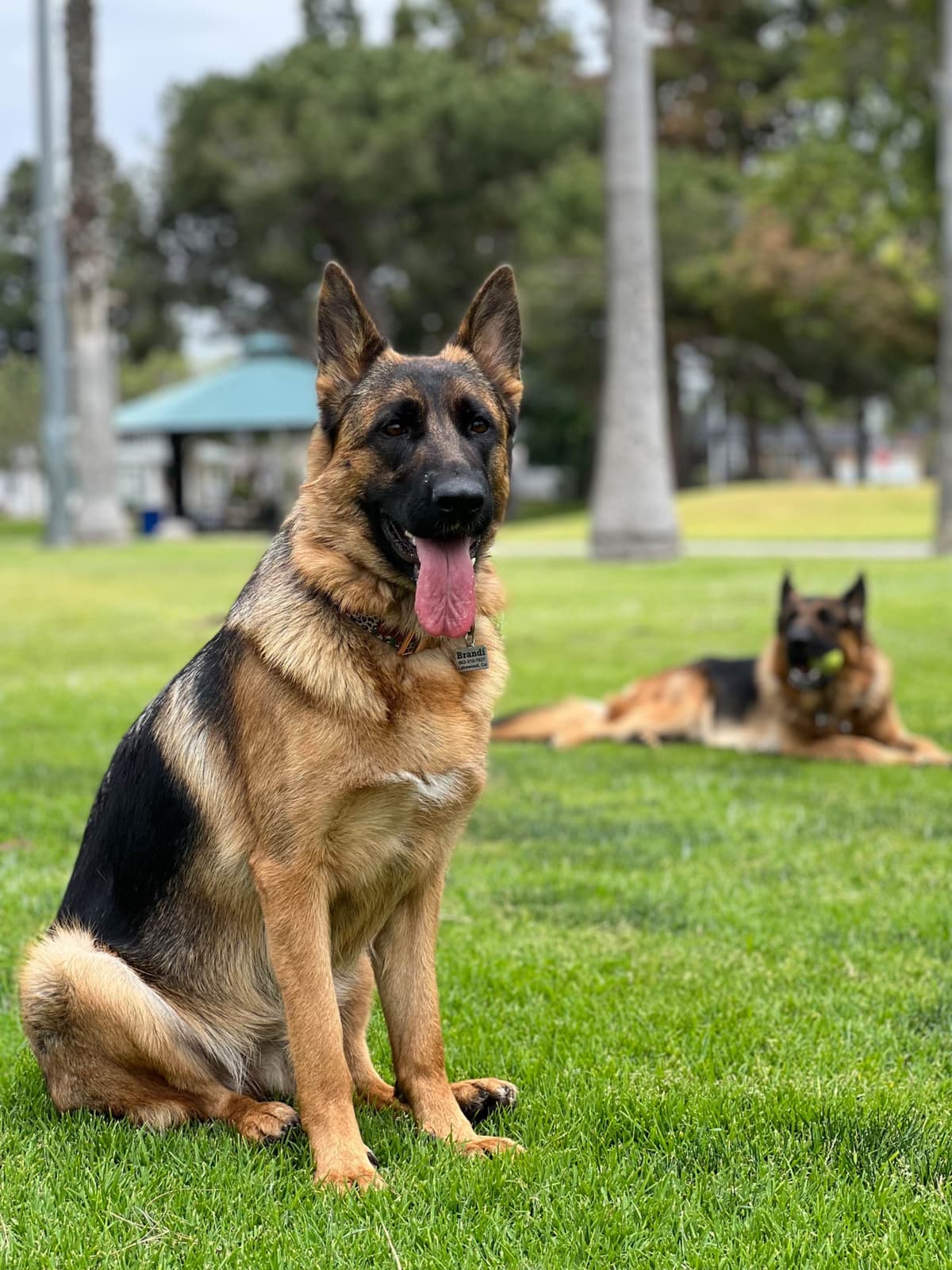 Purebred German Shepherd Puppy breeder image 6