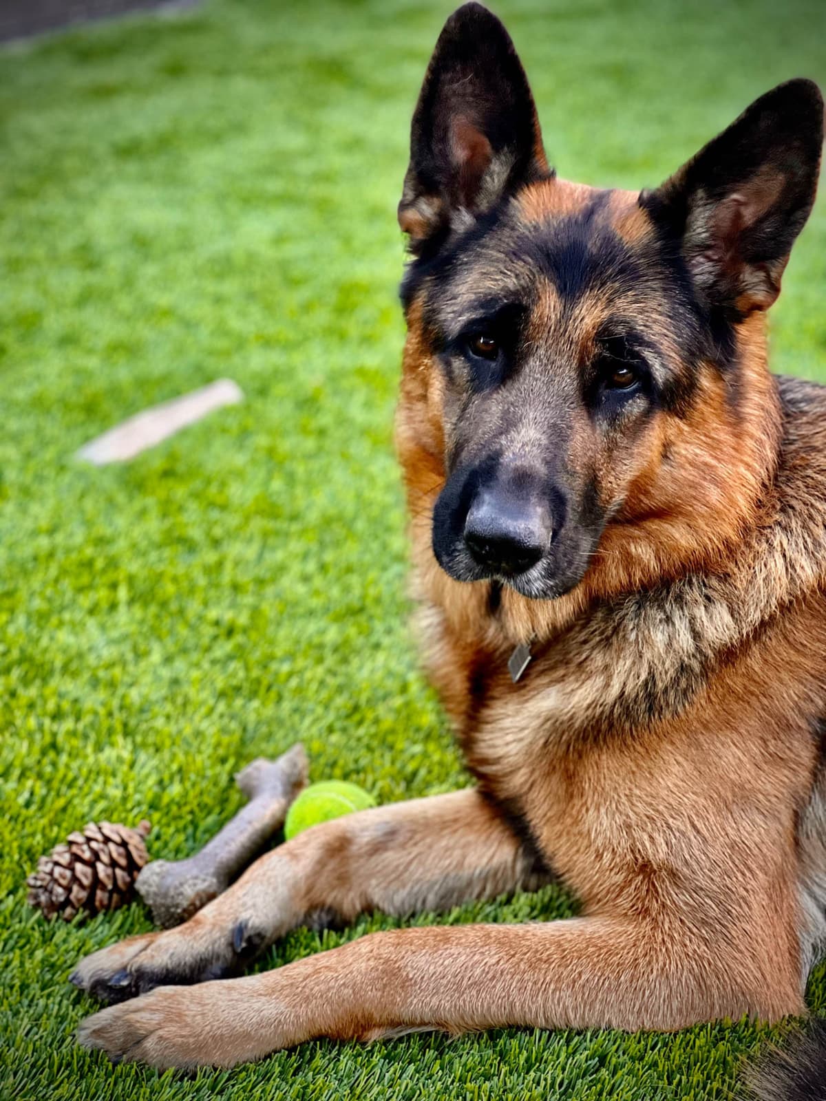 Purebred German Shepherd Puppy breeder image 7
