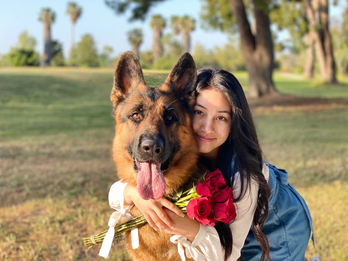 Purebred German Shepherd Puppy breeder image 10